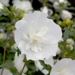 Гібіскус white chiffon 1 л.горщик