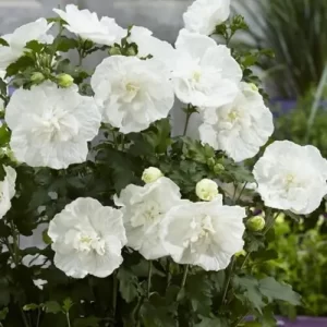 Гібіскус white chiffon 1 л.горщик