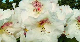 РОДОДЕНДРОН GARTEN DIRECTOR REIGEN 0.5 горшку