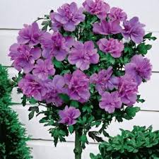 гібіскус ardens 1 л.горщик