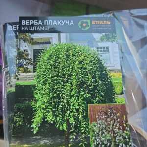 Верба плакуча на штамбі