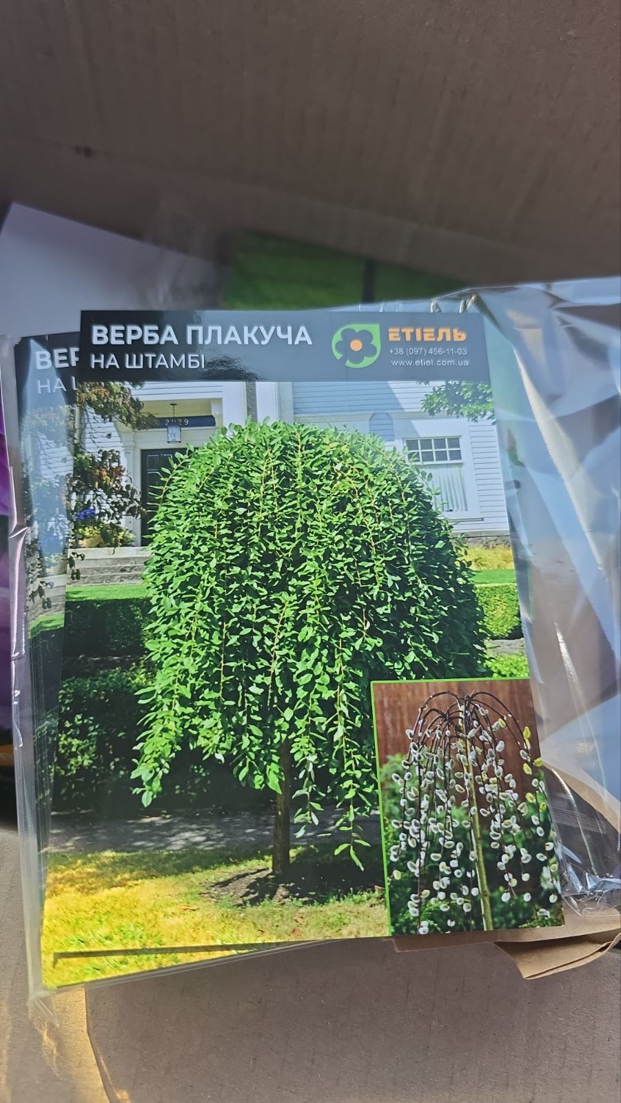Верба плакуча на штамбі